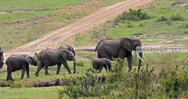 非洲象，loxodonta africana，群在丛林中，肯尼亚马赛马拉公园